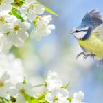 Look at the Birds