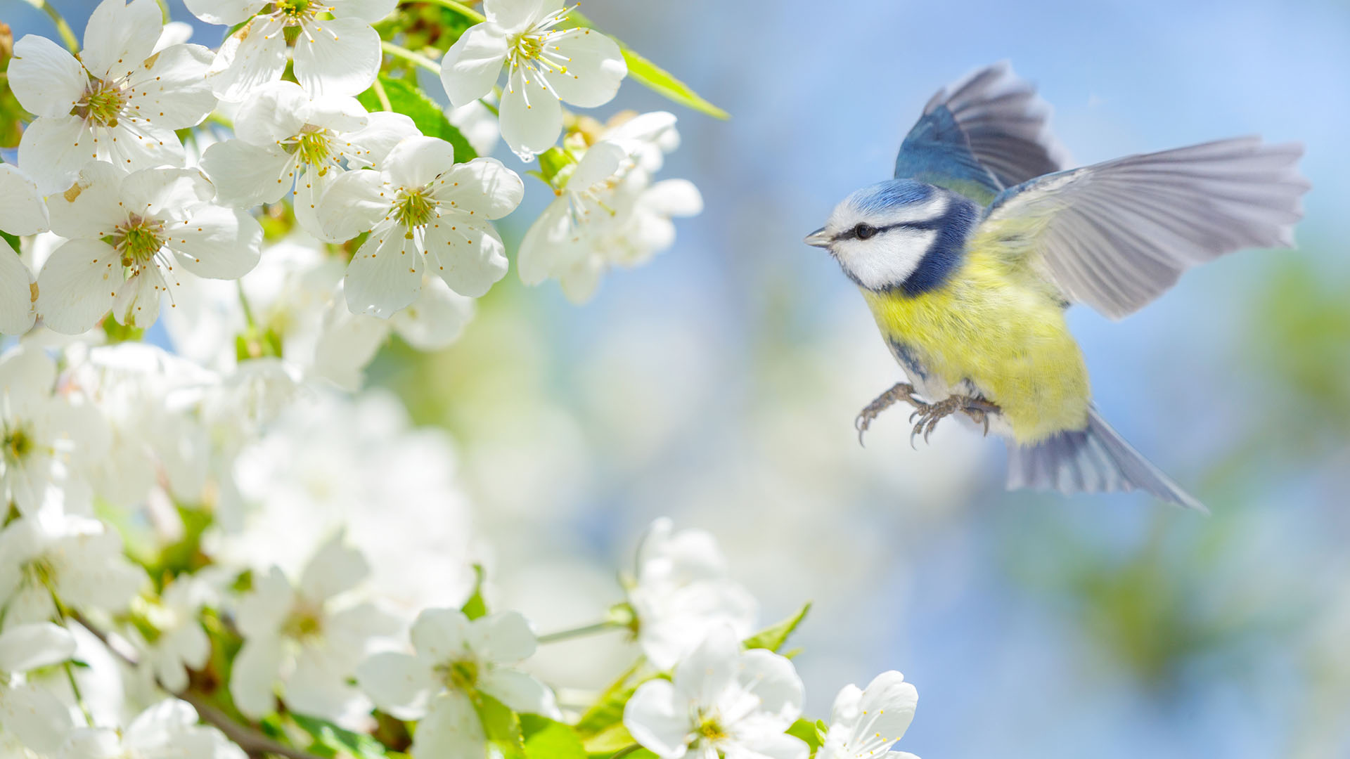 Look at the Birds